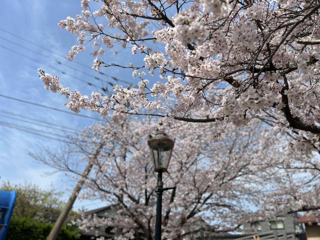 まだ間に合う⁈桜の花見さんぽ