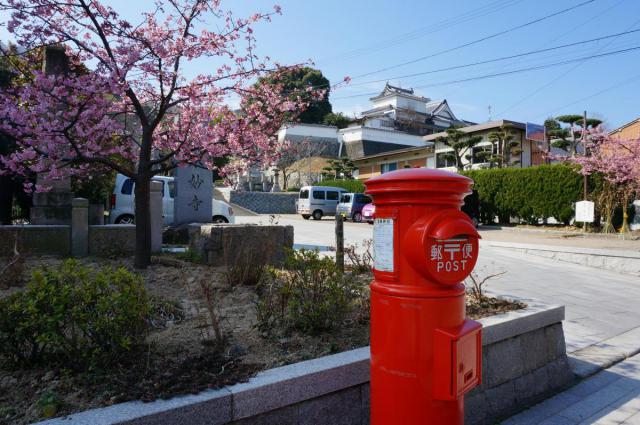河津桜（本妙寺）