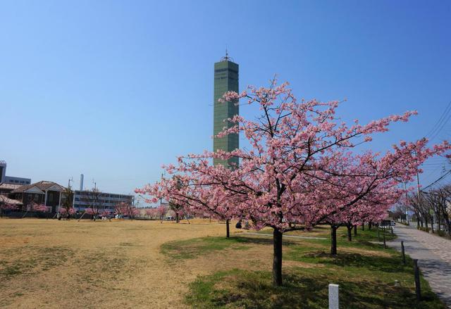 さくらの広場